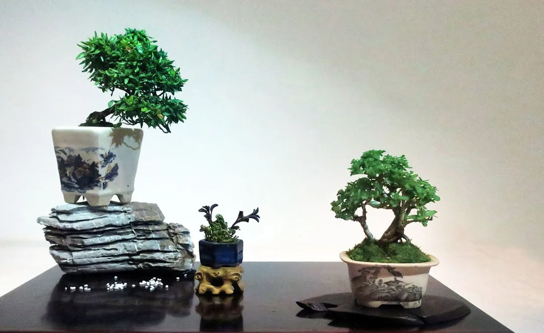 Picture